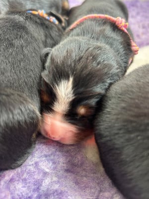 Les chiots de Bouvier Bernois