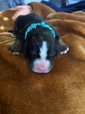 Les chiots de Bouvier Bernois