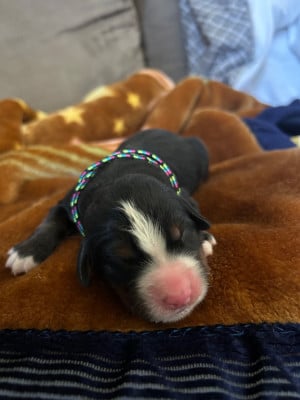 Les chiots de Bouvier Bernois