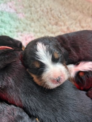 Les chiots de Bouvier Bernois