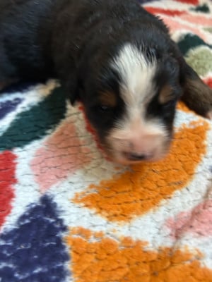 Les chiots de Bouvier Bernois