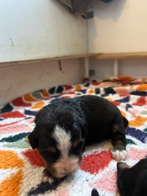 Les chiots de Bouvier Bernois