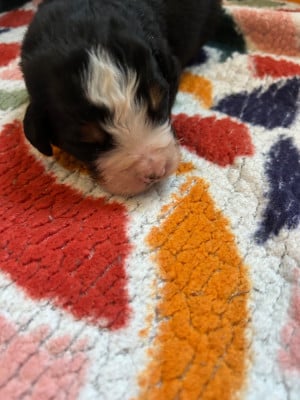 Les chiots de Bouvier Bernois