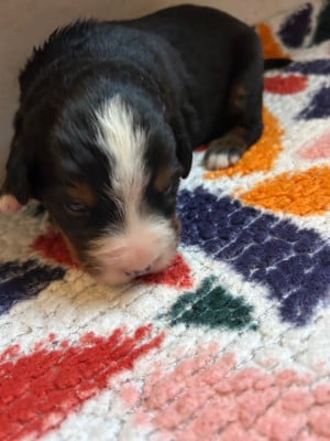 Les chiots de Bouvier Bernois