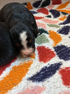 Les chiots de Bouvier Bernois