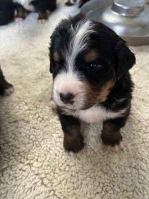 Les chiots de Bouvier Bernois