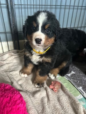 Les chiots de Bouvier Bernois