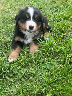 Les chiots de Bouvier Bernois