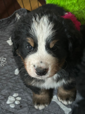 Les chiots de Bouvier Bernois