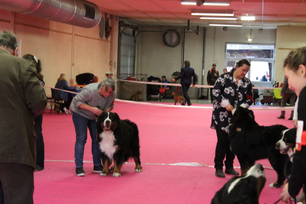 Jerlin- doo- merlin du Domaine du Lanthenay - 3 eme excellent