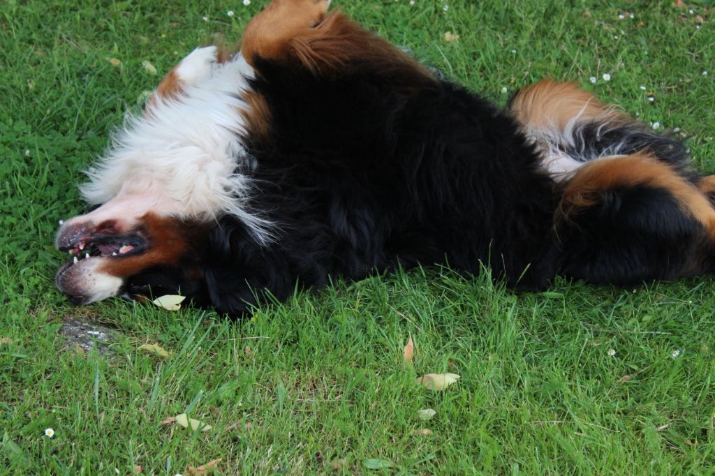 Jerlin- doo- merlin du Domaine du Lanthenay - 2 excellent RCACS