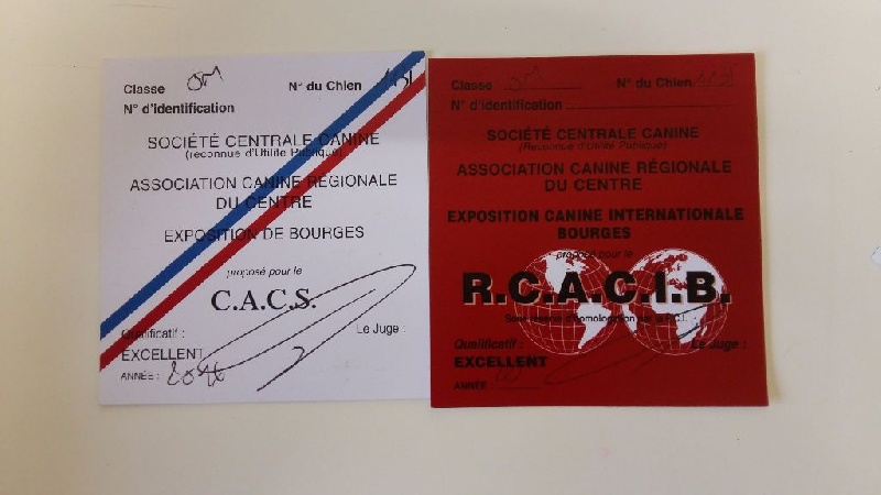 Jerlin- doo- merlin du Domaine du Lanthenay - 1 excellent CACS, RCACIB, IB