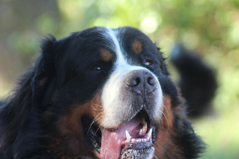 Jerlin- doo- merlin du Domaine du Lanthenay - tres bon