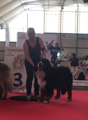 Jerlin- doo- merlin du Domaine du Lanthenay - cacs meilleur de race et 3 eme en ring d honneur