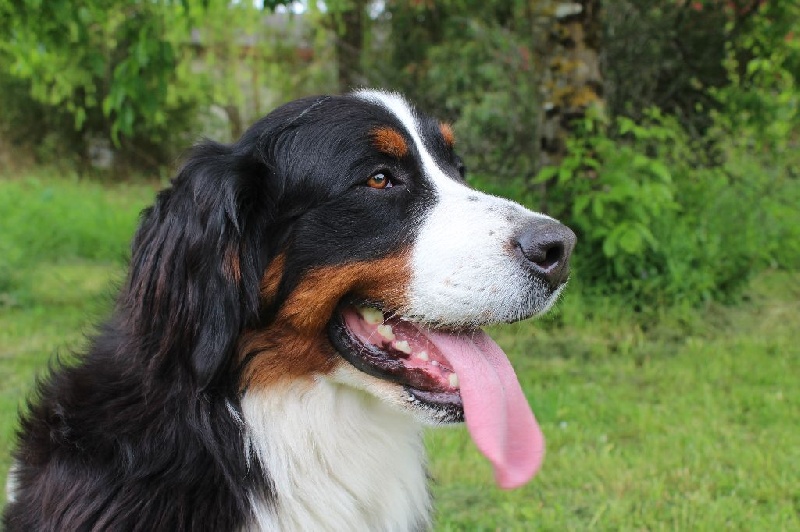 Jelly-jolie-j adore Du Col De Grimsel - réserve CACS