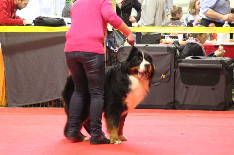 Jerlin- doo- merlin du Domaine du Lanthenay - C.A.C.S / R.C.A.C.I.B