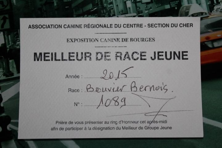 Jerlin- doo- merlin du Domaine du Lanthenay - meilleur de race jeune