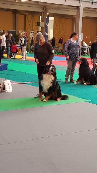 Doo merlin De la colline de rilhat - tres bon