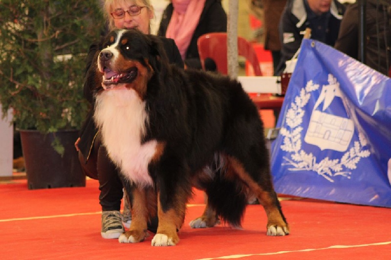 Jerlin- doo- merlin du Domaine du Lanthenay - Excellent