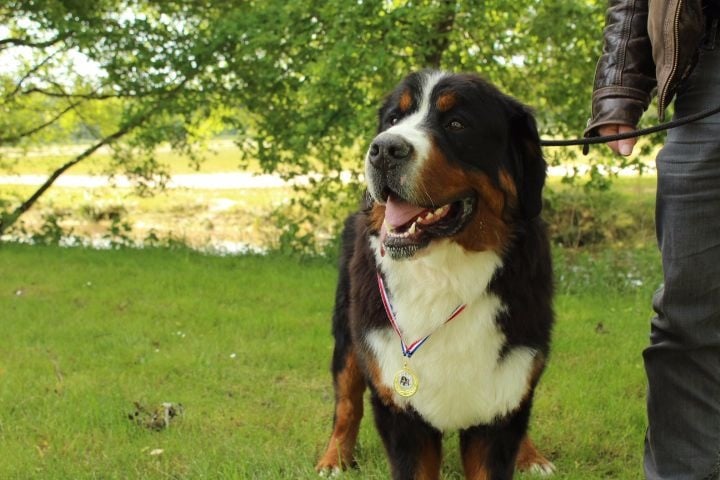 Jerlin- doo- merlin du Domaine du Lanthenay - excelent classe jeune