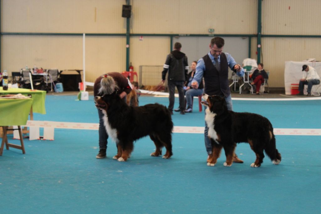 Jerlin- doo- merlin du Domaine du Lanthenay - CACS et meilleur de sexe opposé