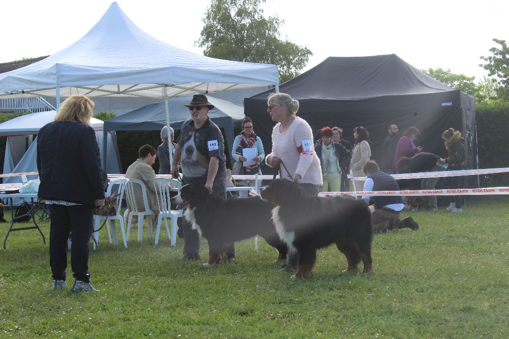 Doo merlin De la colline de rilhat - c a c s meilleur de race