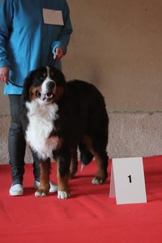 Jerlin- doo- merlin du Domaine du Lanthenay - meilleur de race jeune meilleur mâle