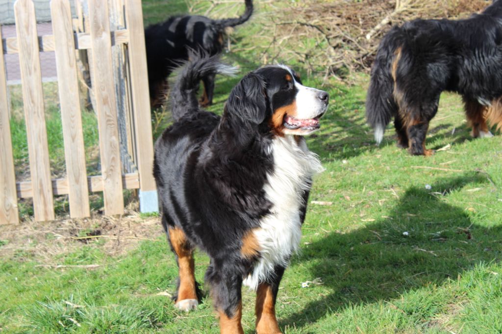 Jelly-jolie-j adore Du Col De Grimsel - réserve CACS