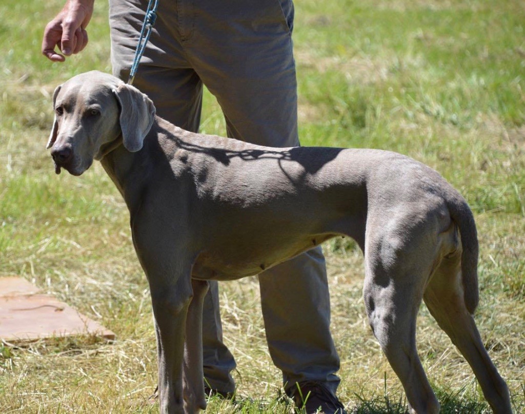 Dourga (Sans Affixe) - 1er Excellente Classe vétéran