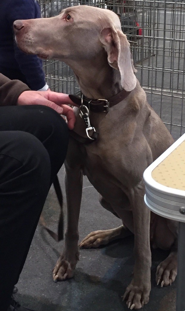 Dourga (Sans Affixe) - 2e Meilleur vétéran de l'exposition - Meilleur vétéran - 1re Excellente