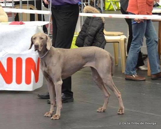 Dourga (Sans Affixe) - Meilleur vétéran - 1re excellente