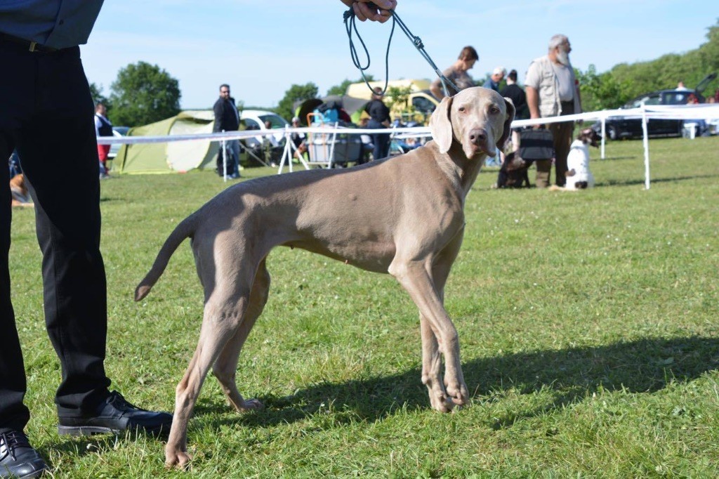 Dourga (Sans Affixe) - Meilleur de race - Meilleur vétéran - 1re Excellente