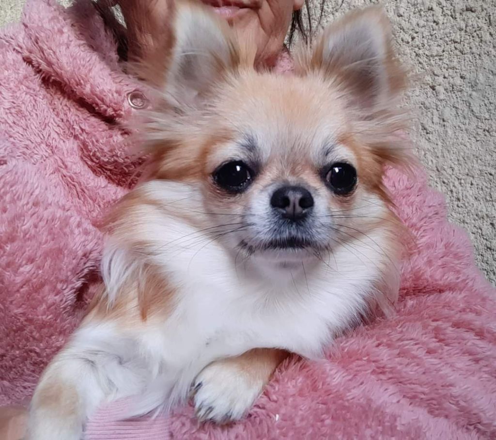 Publication : Des Petites Brindilles Auteur : Des petites brindilles