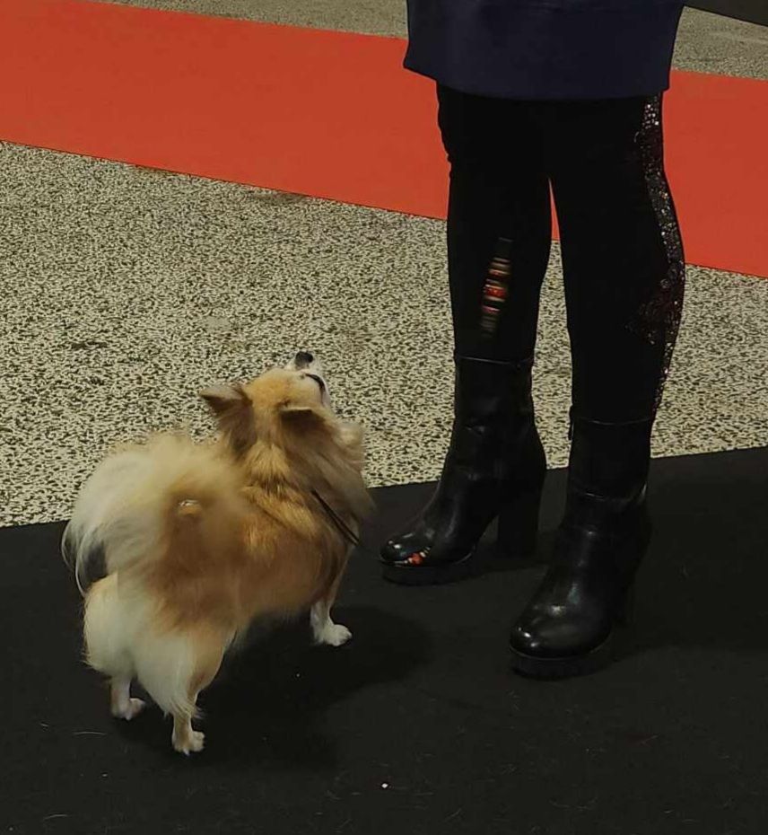 Publication : Des Petites Brindilles Auteur : Des petites brindilles