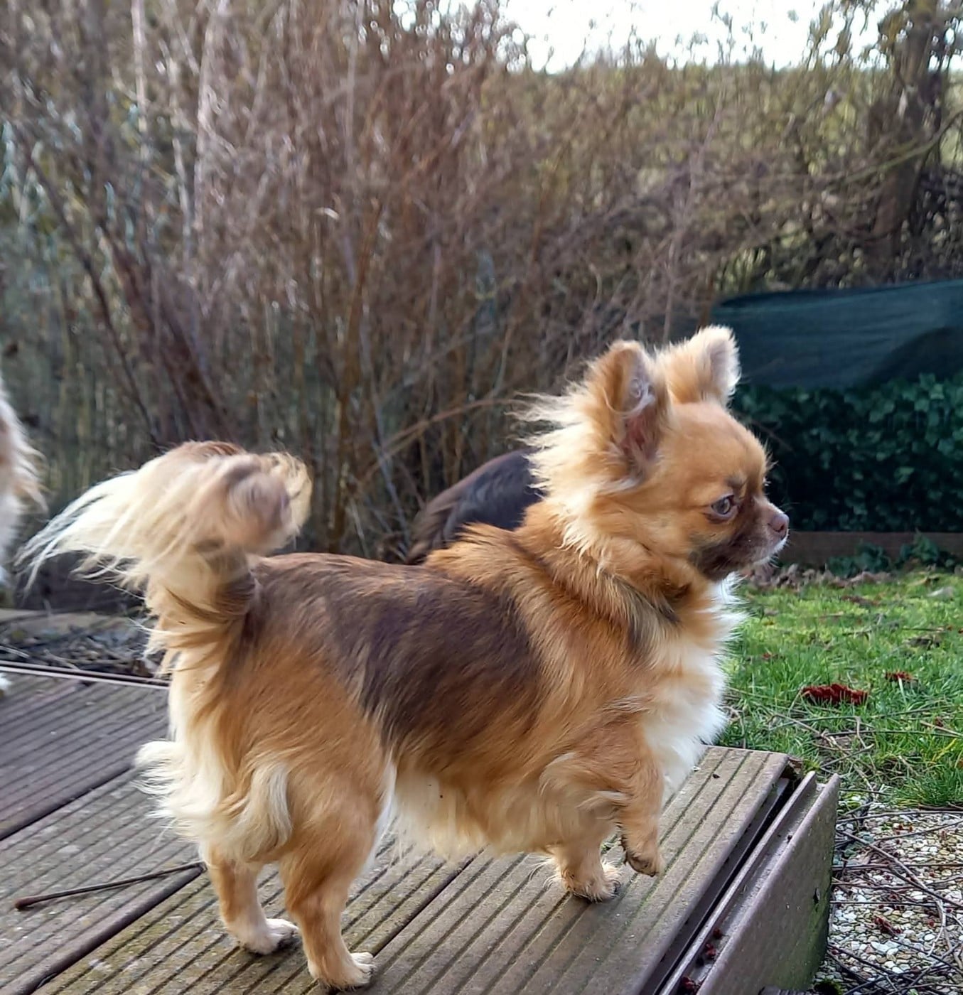 Anabelle Doll Creepy Show Des Petites Brindilles