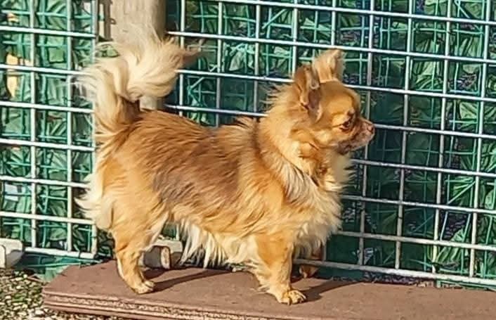 Anabelle Doll Creepy Show Des Petites Brindilles