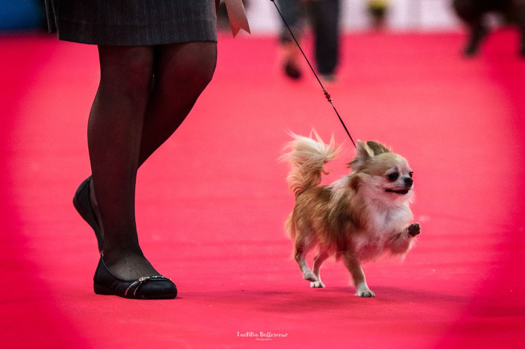 Publication : Des Petites Brindilles Auteur : Des petites brindilles