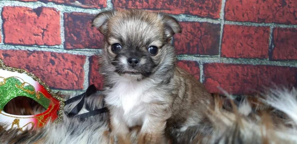 Publication : Des Petites Brindilles Auteur : Des petites brindilles