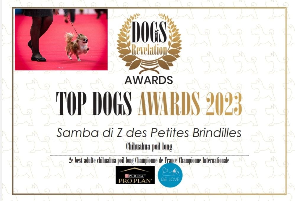 Publication : Des Petites Brindilles Auteur : Des petites brindilles