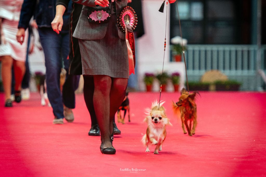 Publication : Des Petites Brindilles Auteur : Des petites brindilles