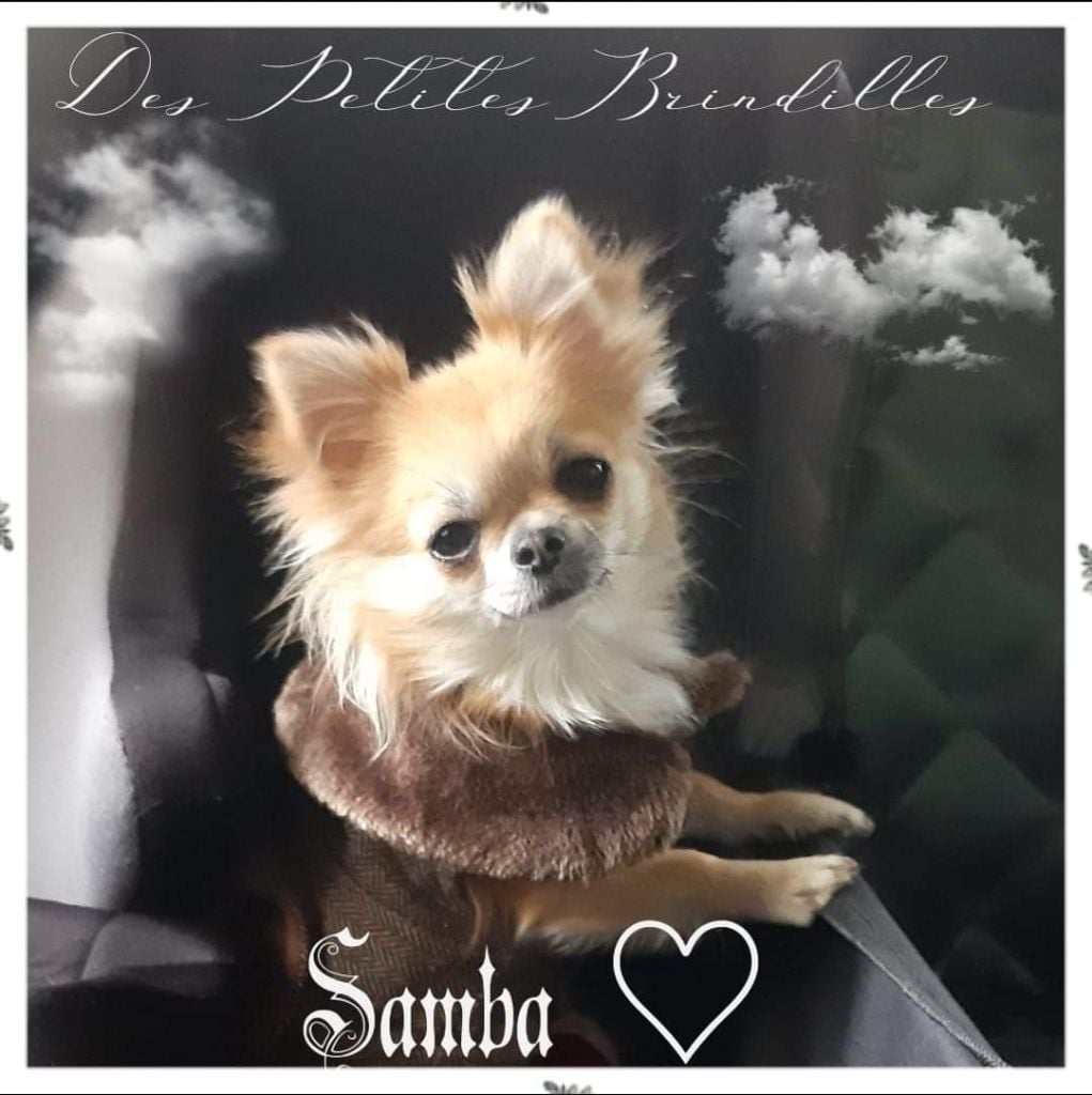 Publication : Des Petites Brindilles Auteur : Des petites brindilles