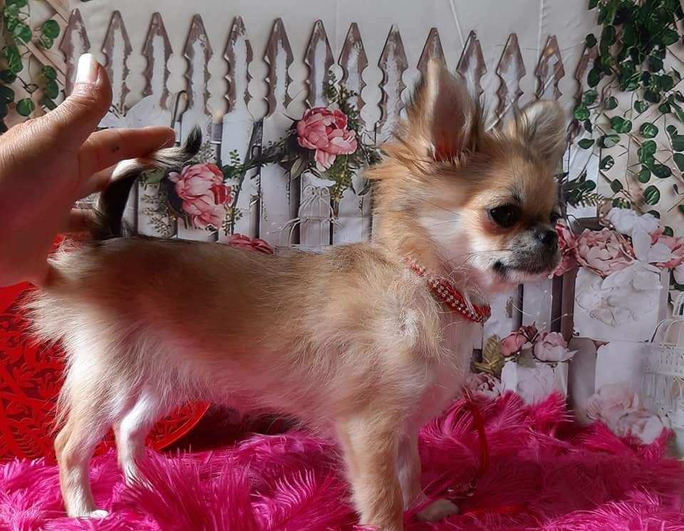 Publication : Des Petites Brindilles Auteur : Des petites brindilles