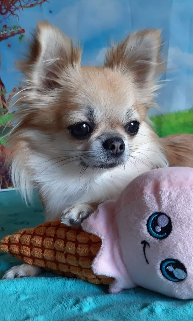 Publication : Des Petites Brindilles Auteur : Des petites brindilles