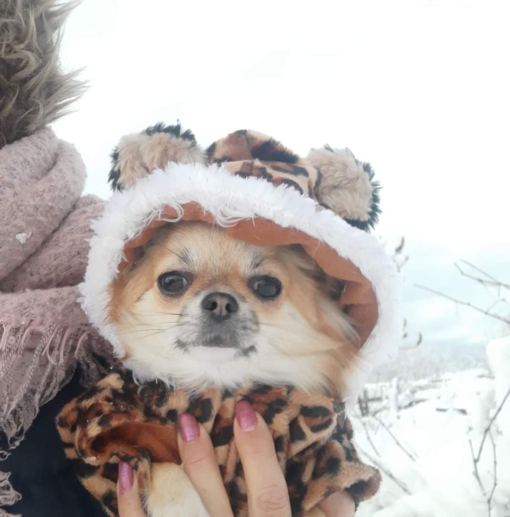 Publication : Des Petites Brindilles Auteur : Des petites brindilles