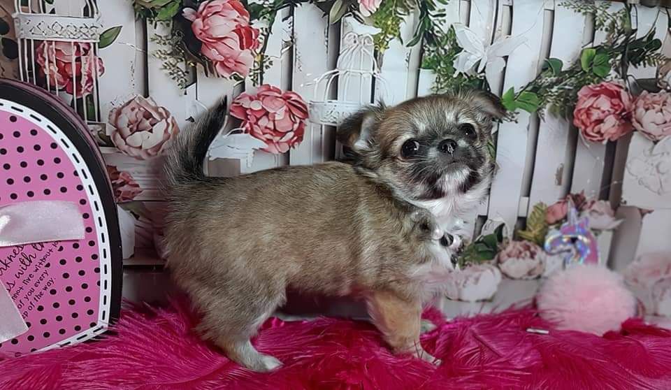 Publication : Des Petites Brindilles Auteur : Des petites brindilles