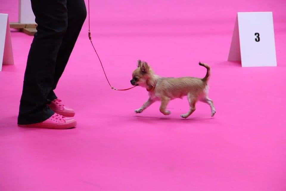 Publication : Des Petites Brindilles Auteur : Des petites brindilles