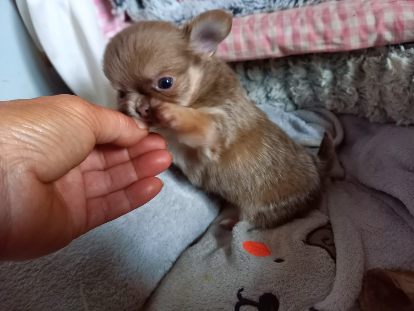 CHIOT 3