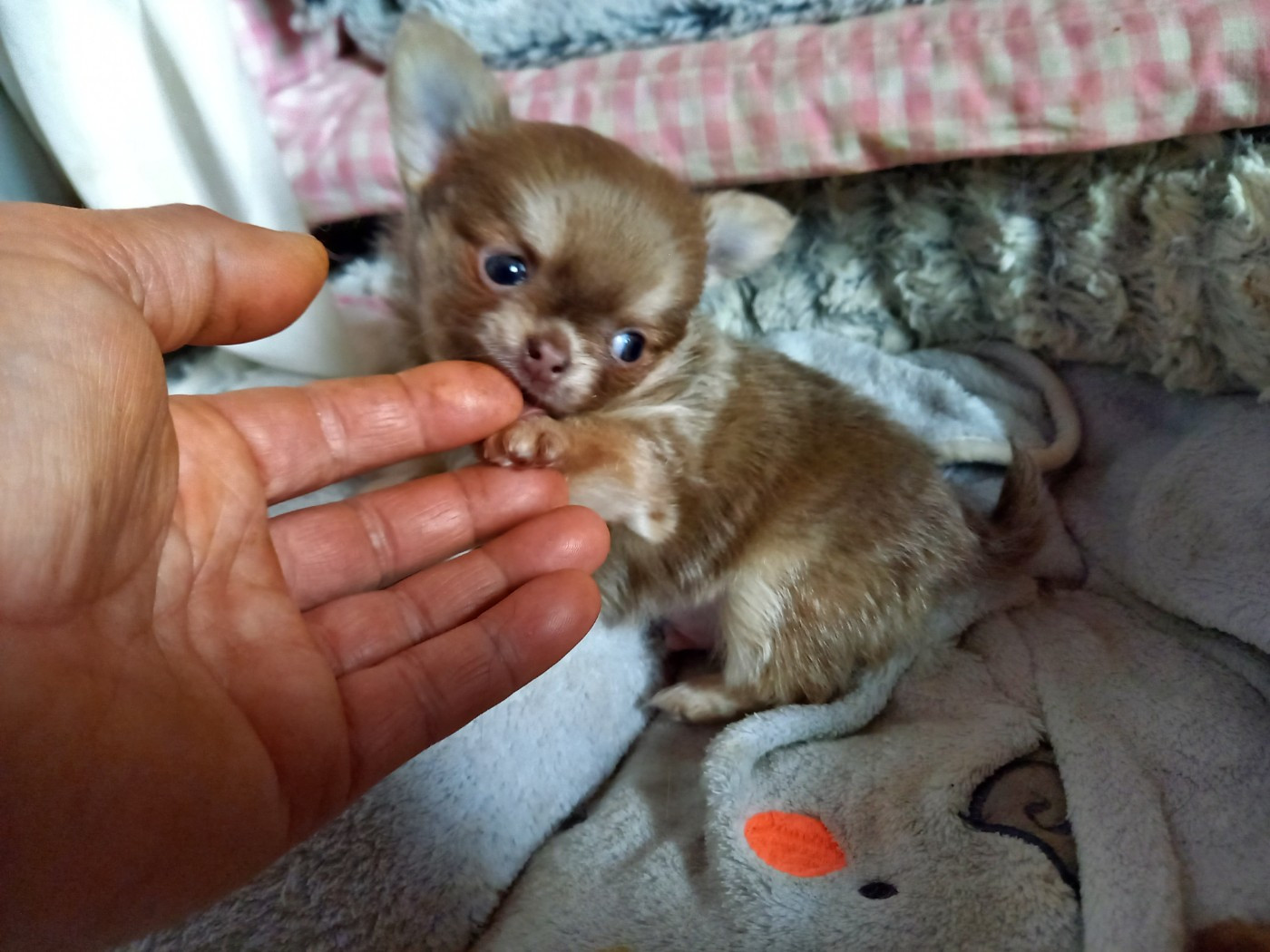CHIOT 3