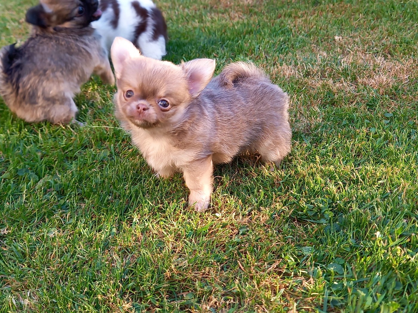 CHIOT 3