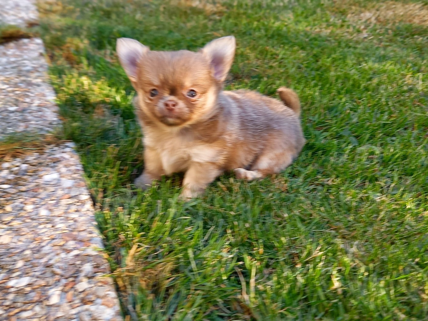 CHIOT 3
